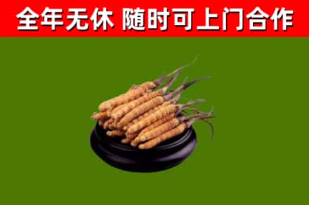 庐江烟酒回收冬虫夏草.jpg