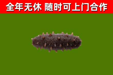 庐江烟酒回收干海参.jpg